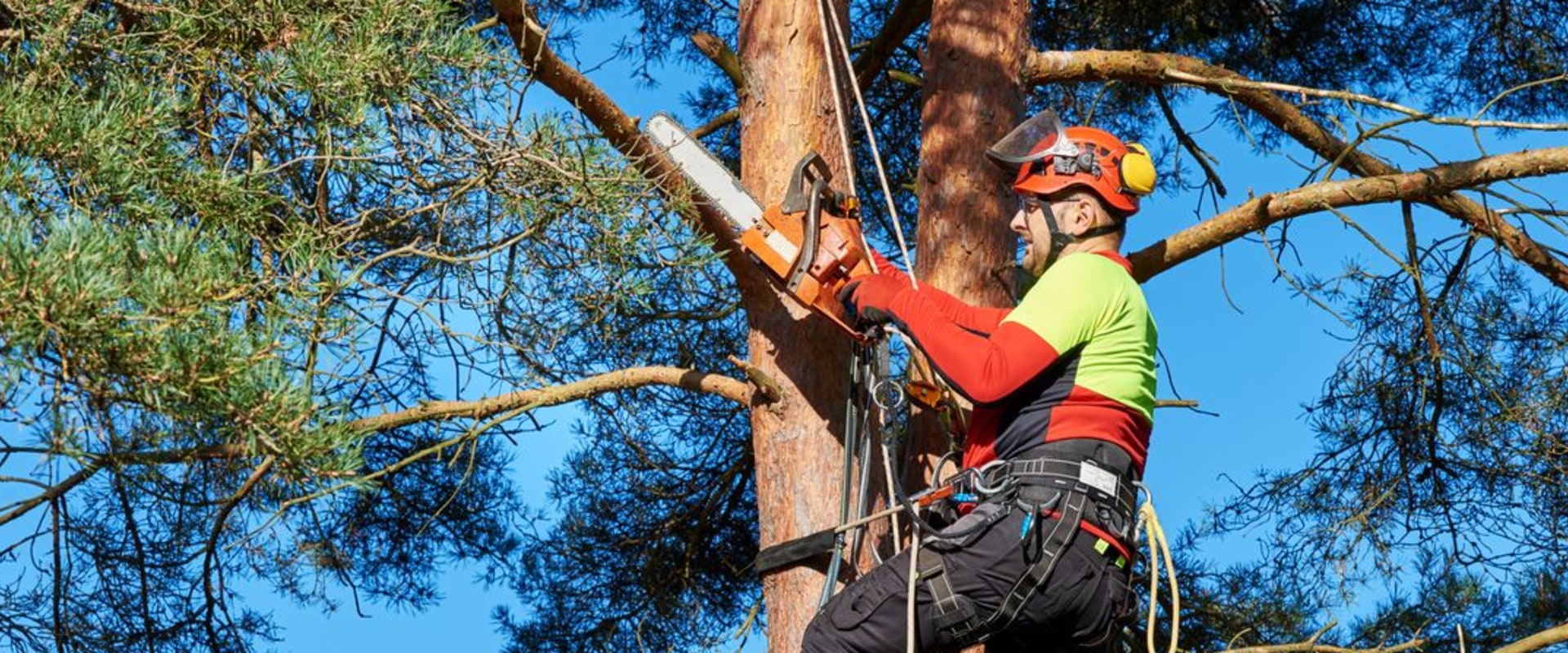 Average Cost of Tree Trimming