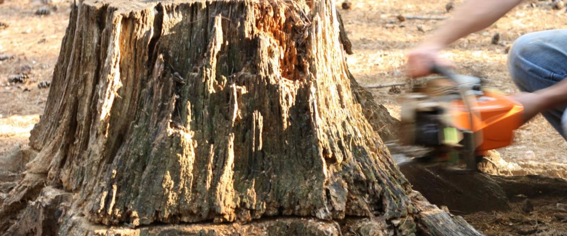 Preparing for Stump Grinding and Removal