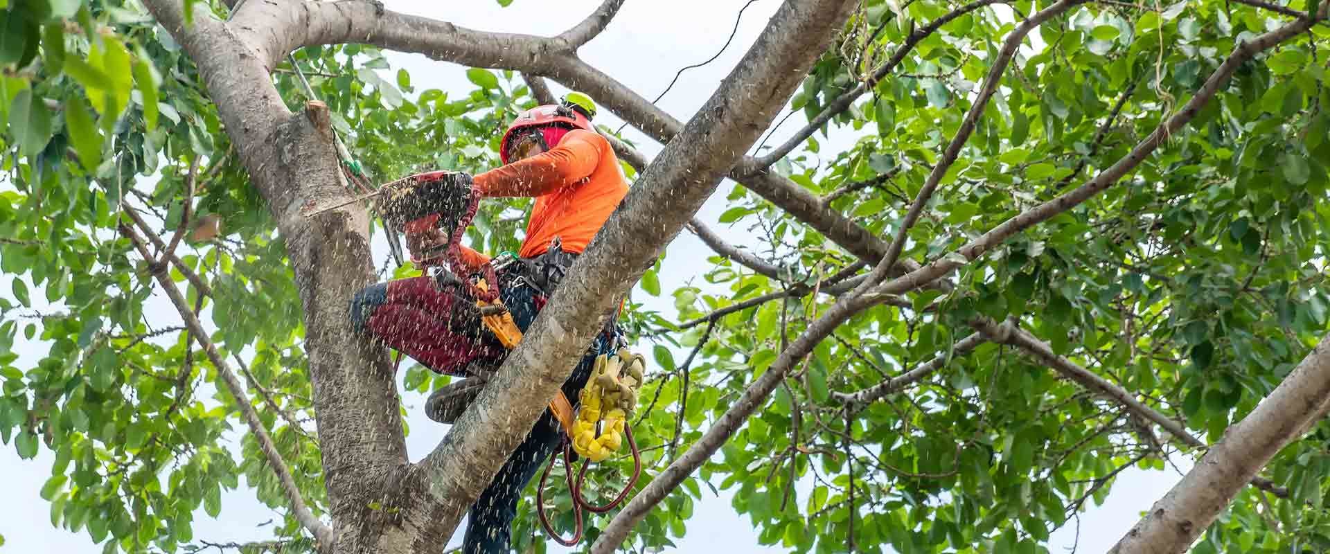 Tips for Reducing Tree Cutting Costs