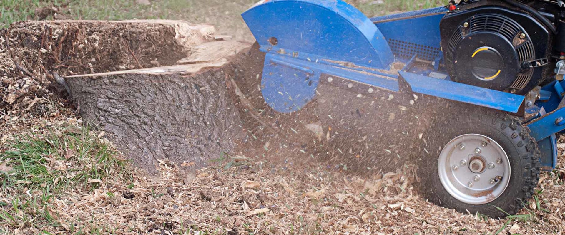 The Average Cost of Stump Grinding and Removal