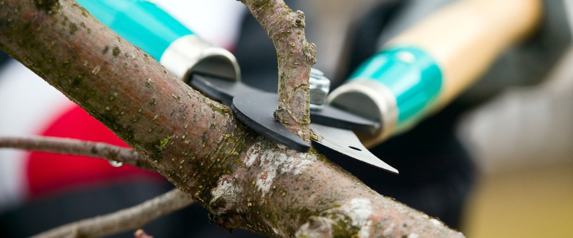 Trimming Branches and Limbs: A Comprehensive Overview