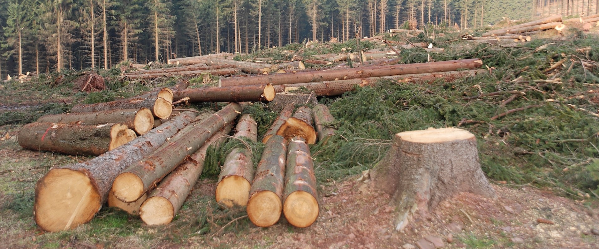 Cutting Down Trees in Large Spaces