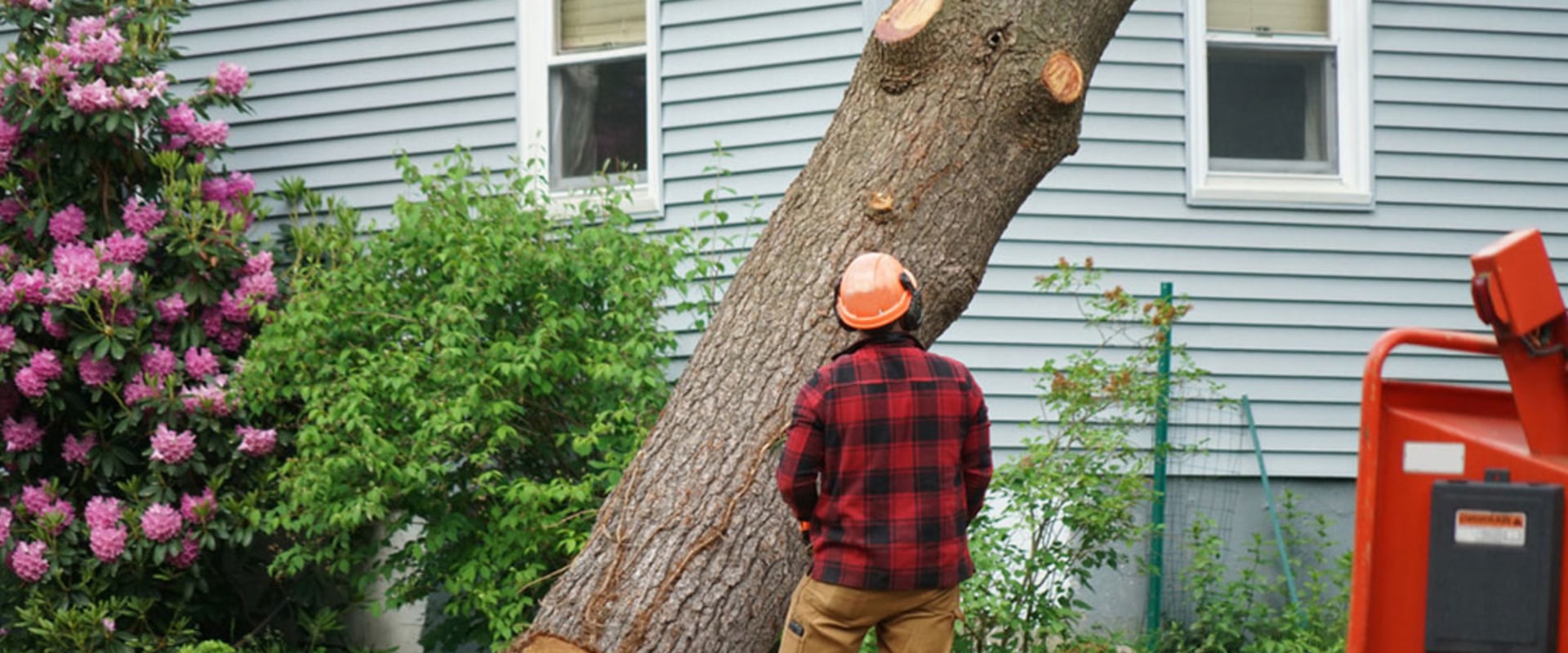 The Average Cost of Tree Removal: Everything You Need to Know