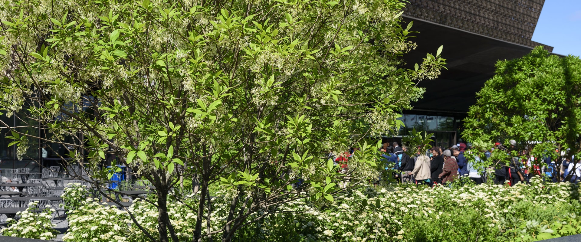 Canopy Thinning and Pruning: An In-Depth Look