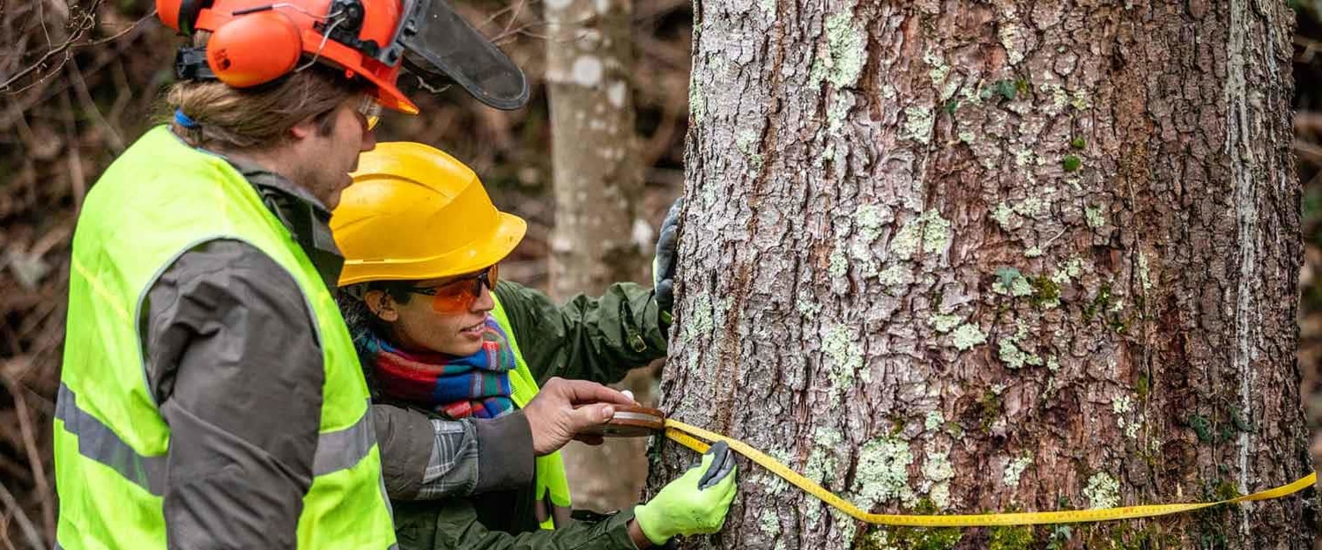 Preparing for Tree Removal: Safety and Preparation