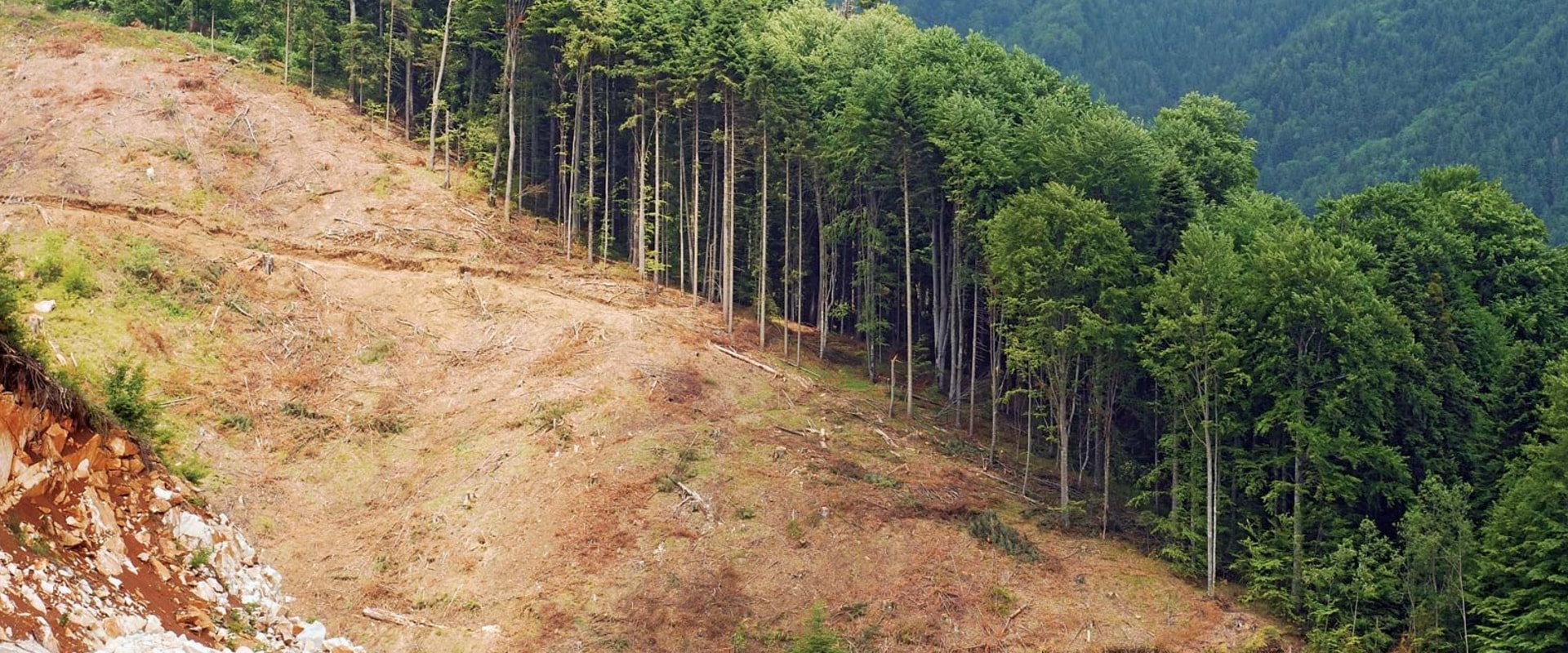 Cutting Down Trees: A Comprehensive Look