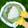 Fertilizing Trees: A Comprehensive Overview