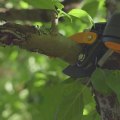 Tree Trimming with Lopping Shears and Saws