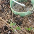Watering Deeply to Encourage Root Growth
