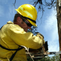 Cutting Down a Dead Tree Safely