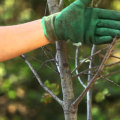 Removing Dead or Diseased Branches: A Tree Pruning Process