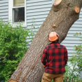 The Average Cost of Tree Removal: Everything You Need to Know