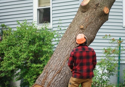 The Average Cost of Tree Removal: Everything You Need to Know