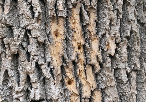 Signs of an Unhealthy Tree