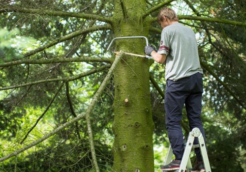 Dangerous Tree Removal: Everything You Need to Know