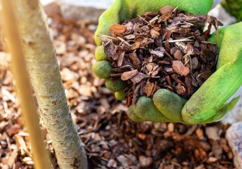 Mulching Trees: A Comprehensive Overview of Tree Care and Health