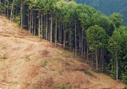 Cutting Down Trees: A Comprehensive Look